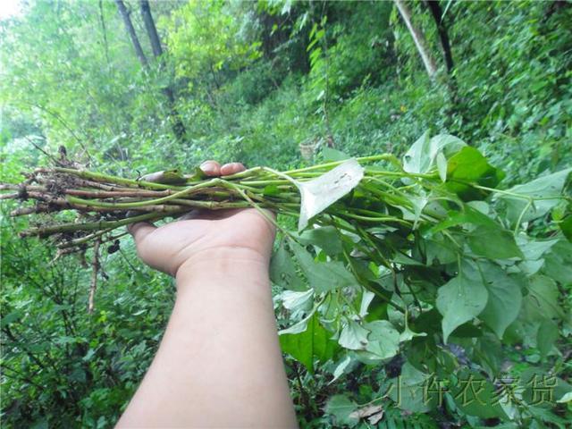 深山采摘中药美食 这才个夏季必备凉茶美食