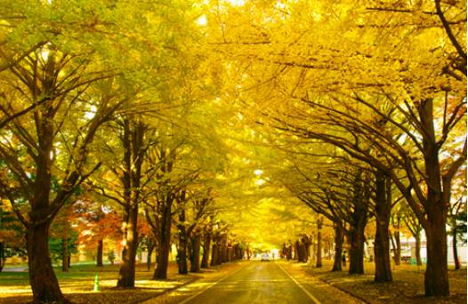 北海道大学银杏大道vs华中科技大学银杏路 北海道大学四季分明,风景