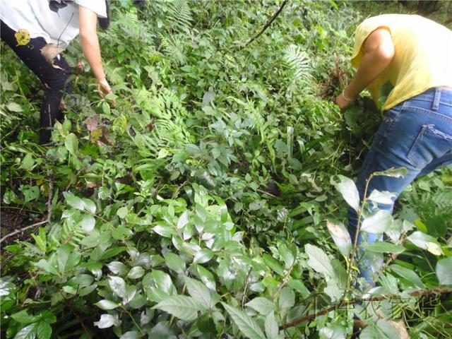 深山采摘中药美食 这才个夏季必备凉茶美食