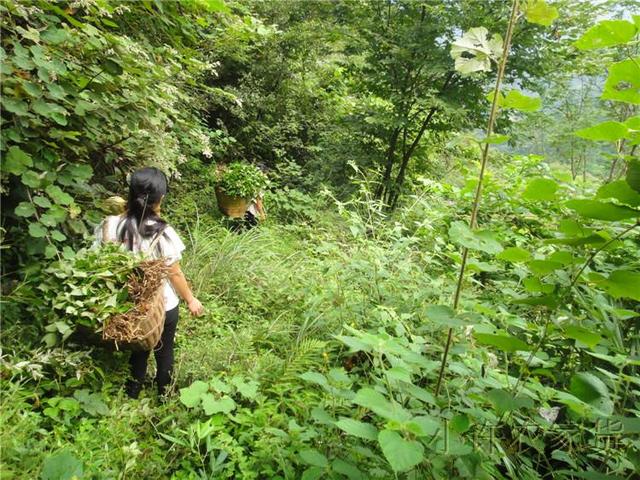 深山采摘中药美食 这才个夏季必备凉茶美食