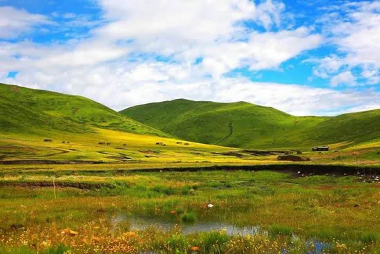 六月起到"最美草原花海"红原俄么塘赏花海仙境