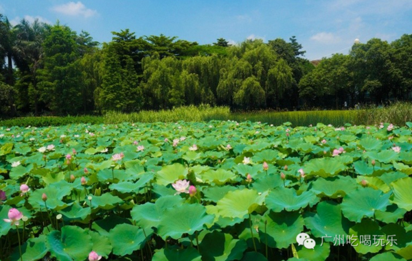 荷花池卖婚纱的地方_荷花池简笔画