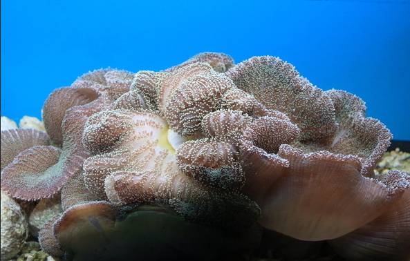 海珊瑚怎么吃