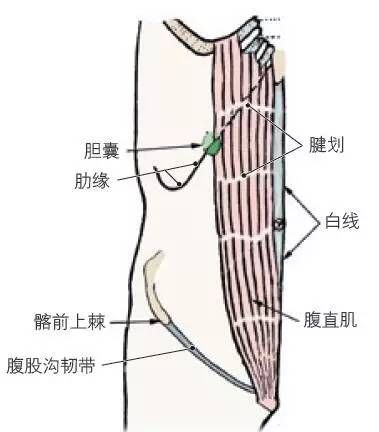 手把手教你学习腹部解剖三