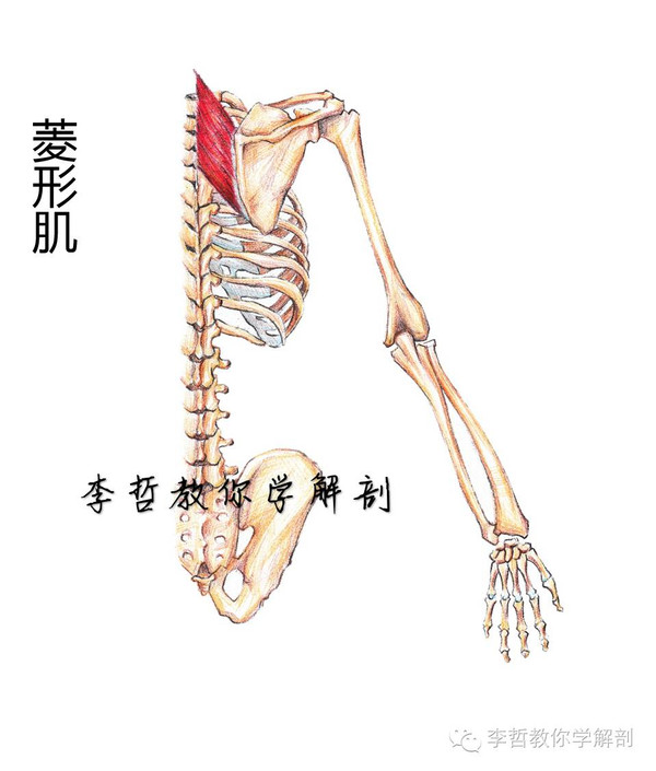 超真实的手绘肌肉解剖