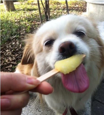 狗狗能吃雪糕冰棍冰淇淋吗,狗吃冷饮要注意什么?