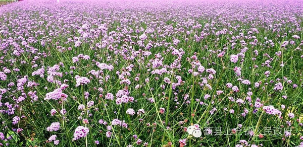 蓟县又添赏花新去处,程家庄村现百亩花海