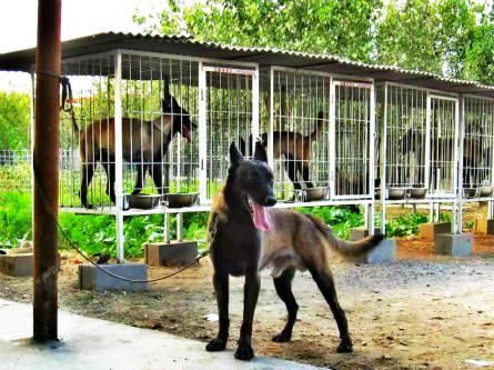 正规的犬舍马犬幼犬的价格偏高与市场,原因是狗的血统纯正,狗的健康