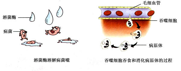 我们还有第二道防线—溶菌酶和吞噬细胞等.