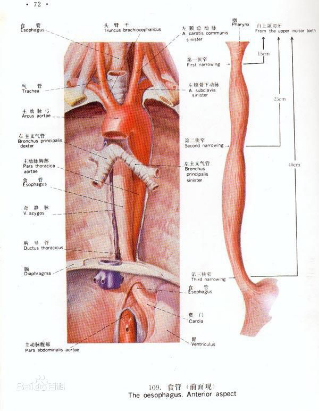 食道图片高清
