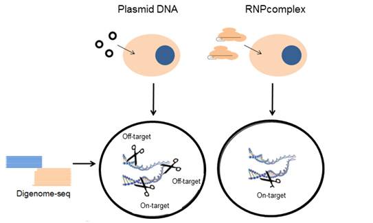 2:通过运送cpf1和crrna形成rnp复合物而不是编码cpf1和crrna的质粒