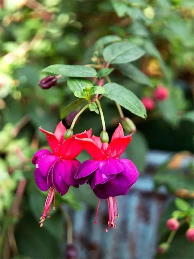 14种很难养死的室内开花植物