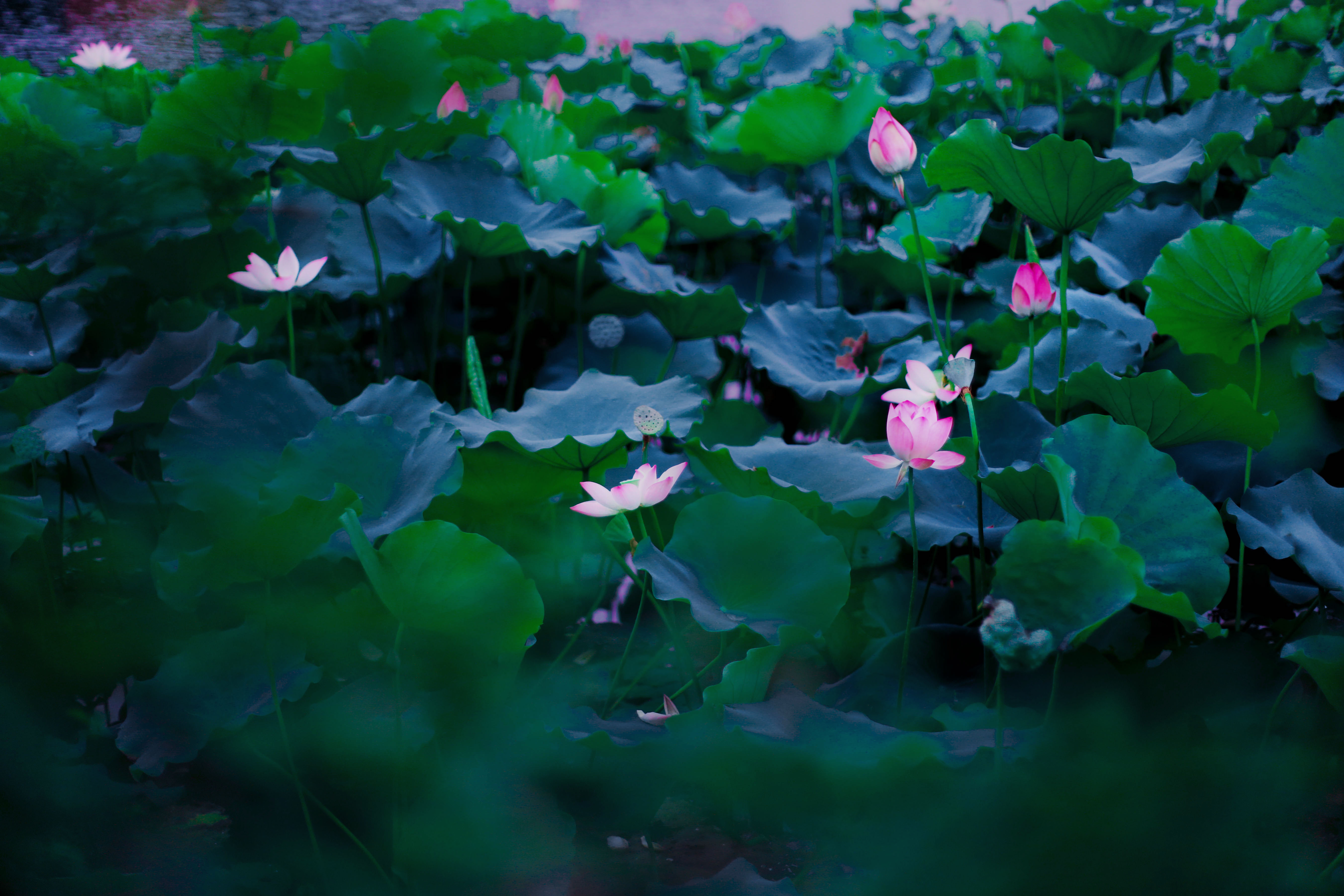 广州最美荷花池||荔湾湖公园,赏荷摄影好去处