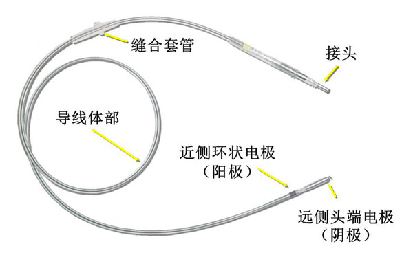 起搏导线(双极导线)由头端电极,环状电极,导线体部,接头,缝合套管等