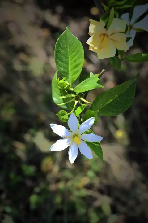 推荐︱荣县五寨坪:漫山遍野栀子花开