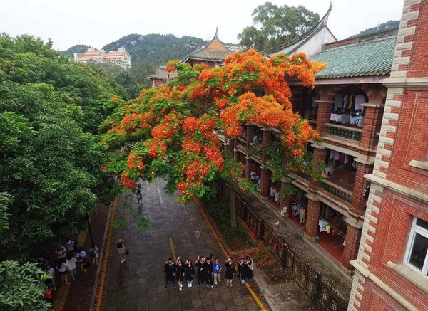 超美航拍!6月的厦门,就这样被火红的凤凰花承包了!