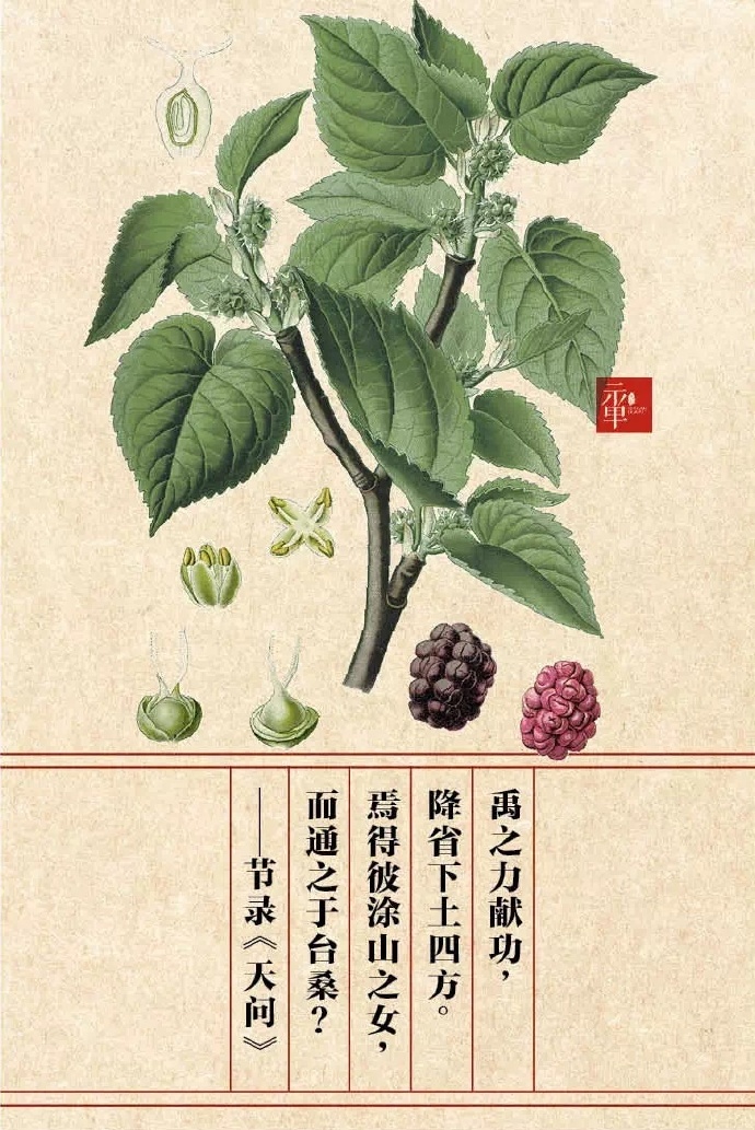 屈原 笔下的香草花木.