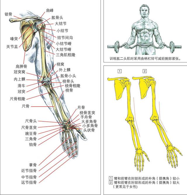 利用杠铃锻炼肱二头肌时,要考虑每个人身体结构的特点.