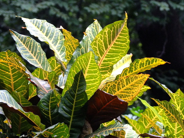 养易活的15种观叶植物欣赏