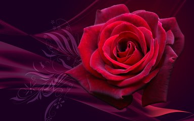 玫瑰花最全面的花语大全———玫瑰花