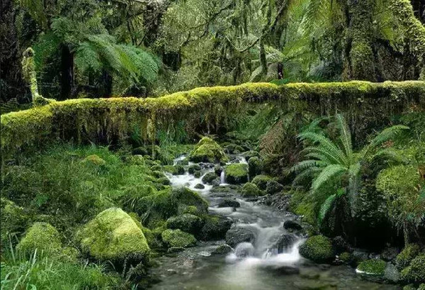 在热带雨林中有很多奇特的现象,最著名的有绞杀植物和老茎生花,就藏在