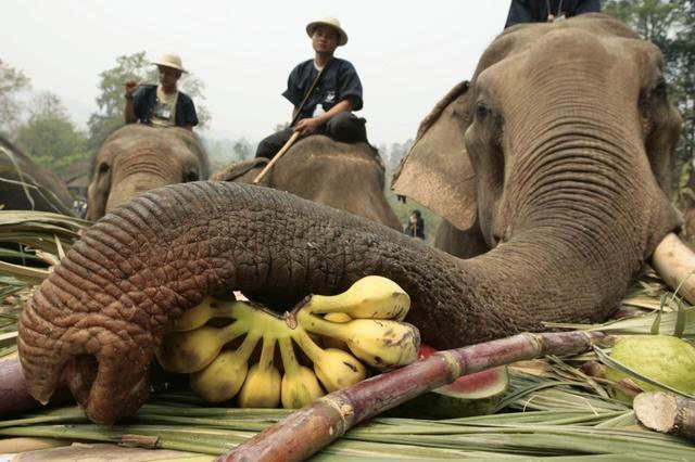 大象旅游业背后,被损害的它们和他们