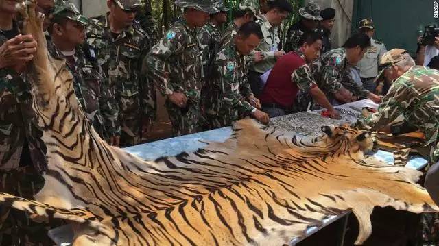 泰国虎庙被查封,非法虎制品交易浮出水面