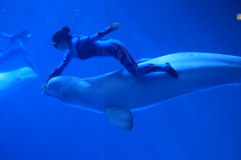 90后女孩10米水下与白鲸比憋气功夫夏日清爽一刻