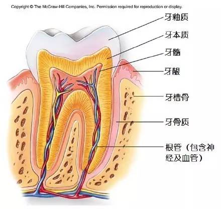牙齿结构高清