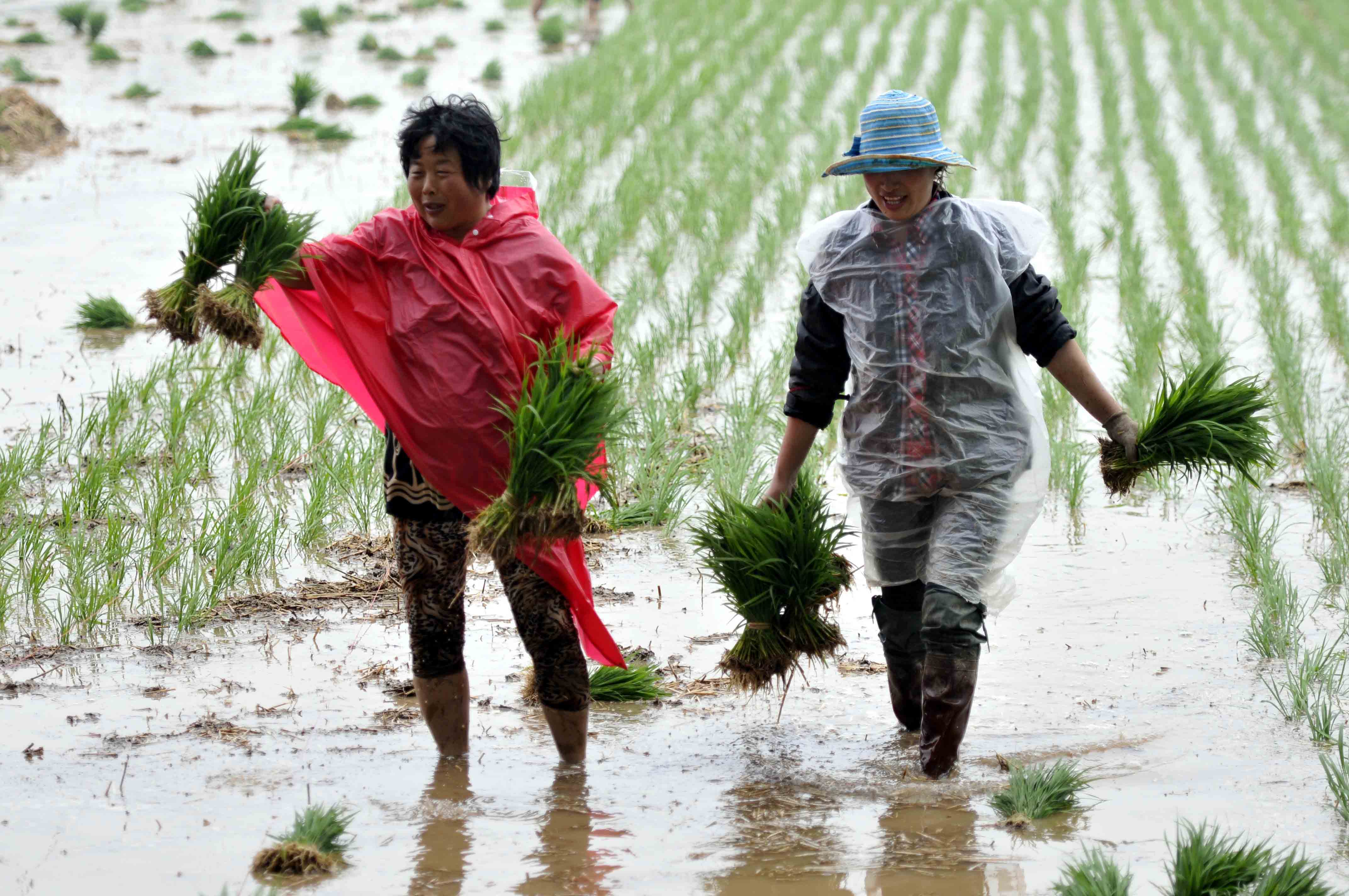 山东郯城农民雨中插秧忙(组图)