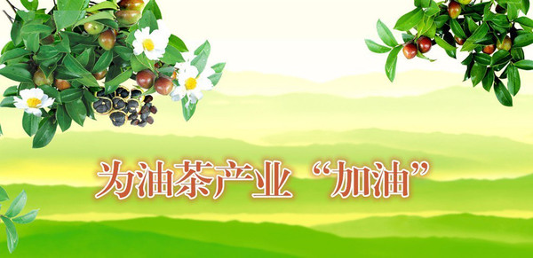 一方产业养一方人!我省今年投8000万元为油茶产业"加油"