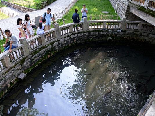 南普陀寺放生池"鱼"满为患 小动物生存质量堪忧