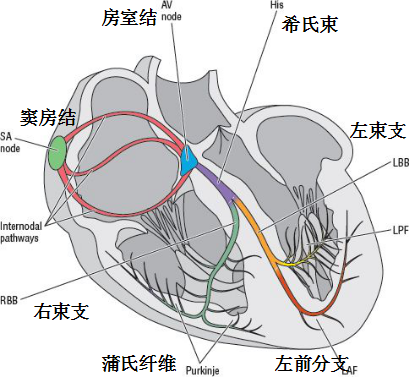 正常心电图1,心电图的形成机制:通过心电图机信号,主要由每个心肌细胞