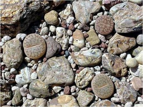 下面看看野外生石花的状态,你们能看出来吗?下面的生石花有几颗呢?