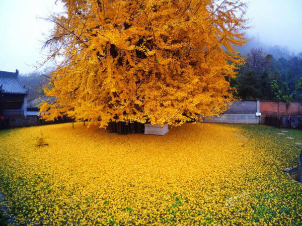 中国最美银杏树,1400年前李世民亲手所栽!