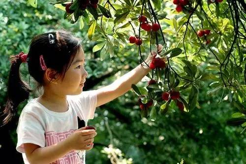 杨梅节倒计时2天!20张杜家杨梅采摘券免费送!