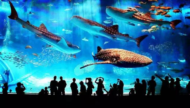 日本超火爆的九大水族馆,纯净中的那一抹蓝色