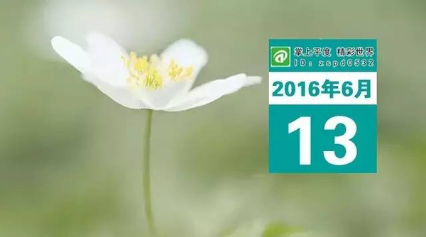 【今日平度】6月13日〔平度新闻