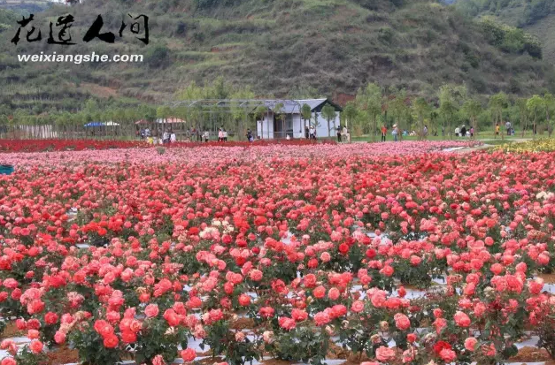 花道人间,昆明轿子山旅游专线旁的花海