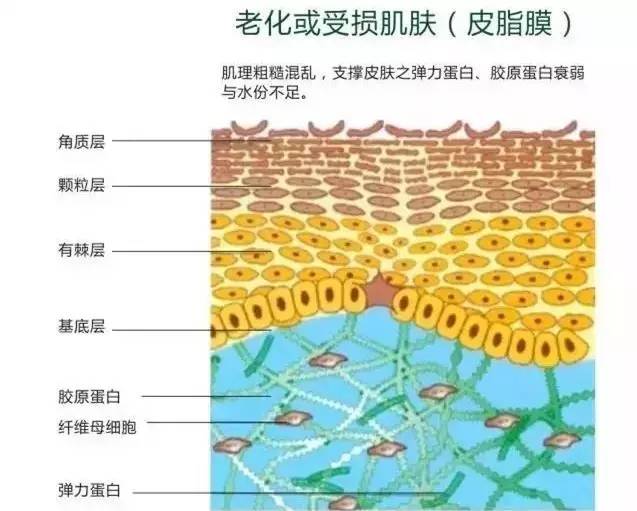 神奇的皮脂膜,夏日护肤不可忽视它!