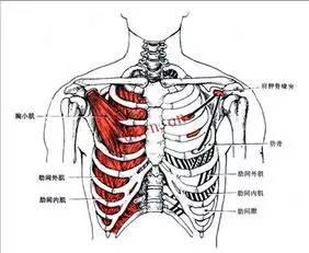 两个由中腱连接的肌腹构成,止于胸骨舌骨肌外侧,舌骨体的下缘.