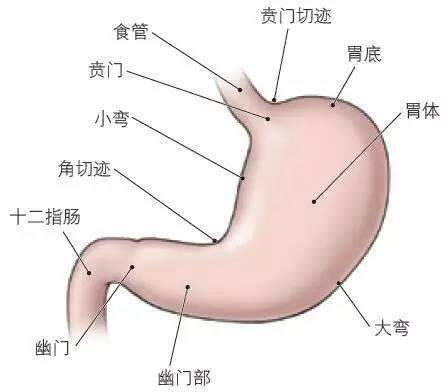 手把手教你学习腹部解剖五