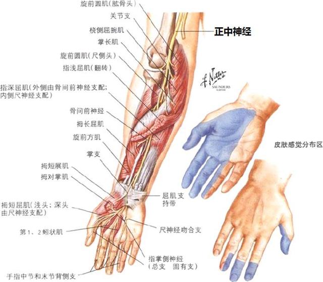 正中神经在手臂中的位置以及皮肤感受对应位置 如果以上情况有不少于