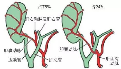 手把手教你学习腹部解剖(五)