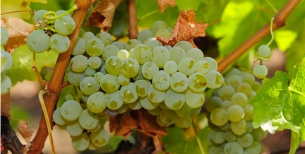 文化 正文  在法国波尔多,长相思葡萄品种主要种集在两海之间,格拉夫