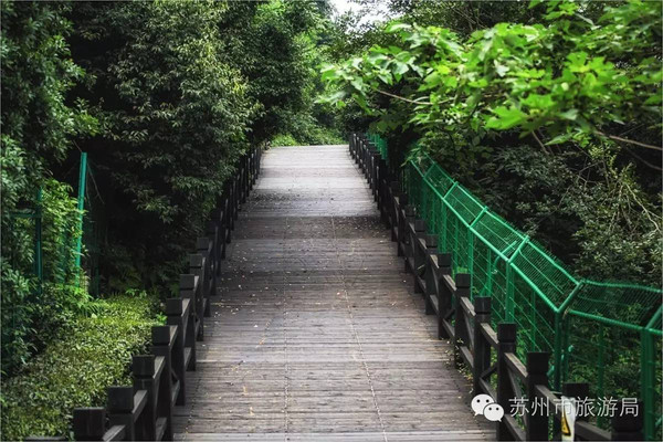 脚下的这条长长的木栈道就是树山观景的最佳位置.