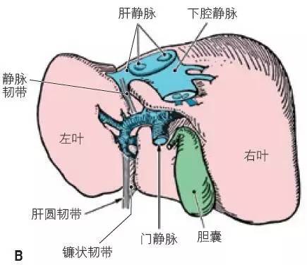 a. 沟和裂将肝分为四叶(右叶,左叶,方叶和尾状叶);b.