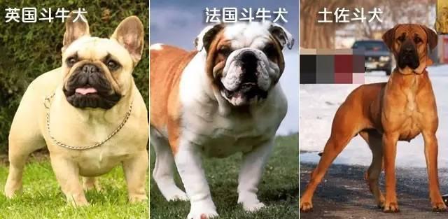 58心宠趣说狗历史|揭秘斗兽犬:狗pk狮子 谁能赢?