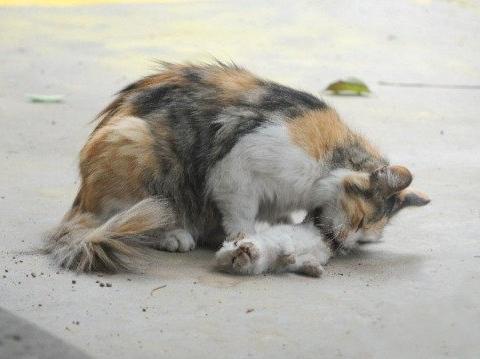 虐猫者再造暴行,斩首剖腹虐杀流浪猫幼崽