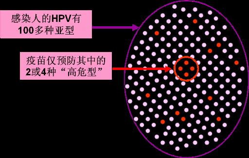 HPV常见问题及防治